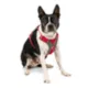 Product Kurgo® Journey Air Dog Harness