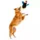 Product Playology Clucking Hen Chicken Scent Plush Dog Toy