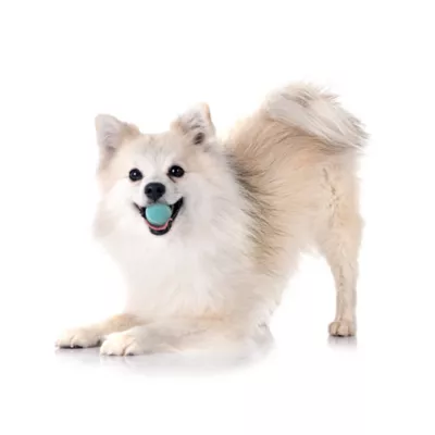 Product Playology Squeaker Chew Ball Peanut Butter Scent Dog Toy 3-Pack