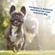 Product Bil-Jac Sensitive Solutions Digestive & Immune Support Adult Wet Dog Food - Turkey & Pumpkin