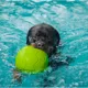 Product Jolly Pets 6" Soccer Ball Dog Toy