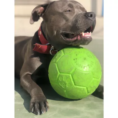 Product Jolly Pets 6" Soccer Ball Dog Toy