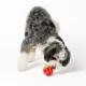 Product Joyhound® Pepper Treat Dispensing Dog Toy