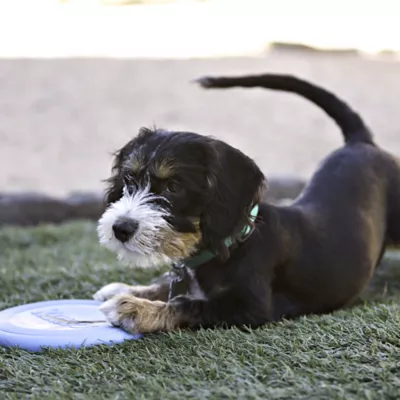 Product  KONG® Puppy Flyer Dog Toy