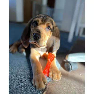 Nylabone® Chill Chew Puppy Freezer Bone Chew Dog Toy