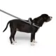 Product Canada Pooch Redirect Harness - Black