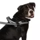 Product Canada Pooch Redirect Harness - Black