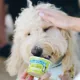 Product The Bear & The Rat Frozen Yogurt All Life Stages Frozen Dog Treats - Bacon & Peanut Butter