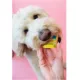 Product The Bear & The Rat Frozen Yogurt All Life Stages Frozen Dog Treats - Banana & Peanut Butter