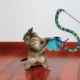 Product KONG® Teaser Curlz Cat Toy