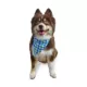 Product Hip Doggie Reversible Bandana