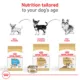 Product Royal Canin Breed Health Nutrition Chihuahua Adult Wet Dog Food - 3 oz (6 Count)