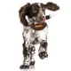 Product Pittsburgh Steelers Hard Nylon Football Dog Chew Toy