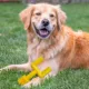 Product Tennessee Hard Nylon Football Goal Post Dog Chew Toy