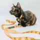 Product Sassy Meow Peanuts Woodstock Cat Leash
