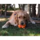 Product BIONIC Dog Toy Treat Star