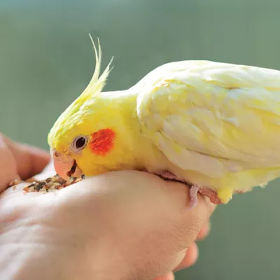 Product KAYTEE® Food From the Wild Natural Snack Blend for Small Birds