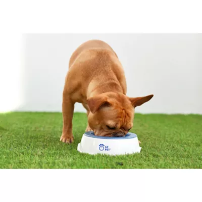 Product  GF Pet Ice-Bowl
