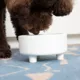 Product Waggo Ceramic Uplift Pet Bowl