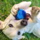 Product Nerf Scent Glow-In-The-Dark Light Balls Dog Toy 3 Count