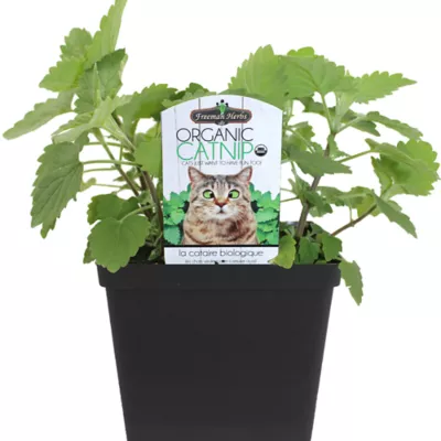Product Freeman Organics Catnip Live Plant Cat Treat