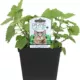 Product Freeman Organics Catnip Live Plant Cat Treat