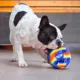 Product Nerf Color Blast Squeaker Ball Dog Toy