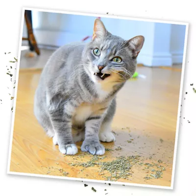 Product Meowijuana® Purrple Passion Organic Catnip and Silvervine Blend