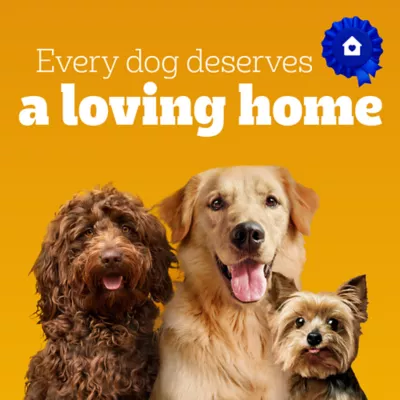 Product Pedigree Marrobone Adult Dog Treats Real Beef Flavour with Real Bone Marrow, Vitamin Enriched