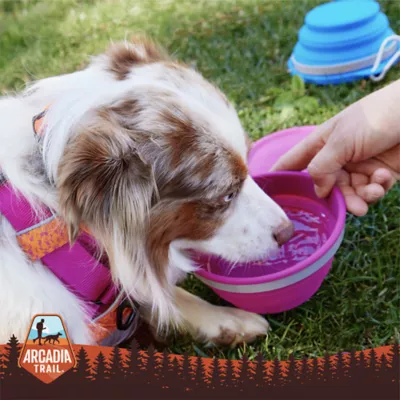 Product Arcadia Trail® Collapsible Slow Feeder Dog Bowl