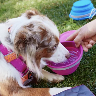 Product Arcadia Trail® Collapsible Bowl