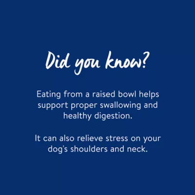 Product Top Paw® Blue Elevated Feeder