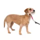 Product PetSafe® Gentle Leader Nylon Dog Headcollar