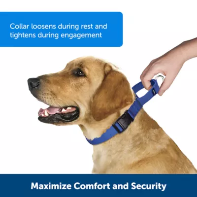 Product PetSafe® Martingale 1" Nylon Dog Collar