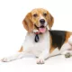 Product Airpet Locator Tag w/Key Chain