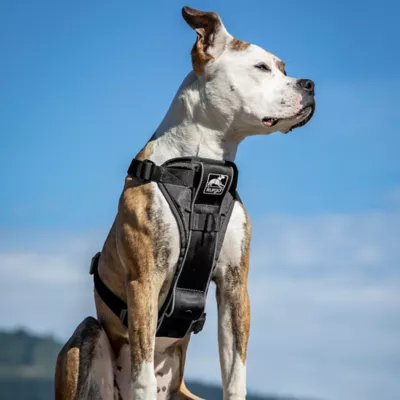 Product Kurgo® Tru-Fit Dog Harness