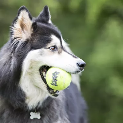 Product KONG®, KONG SqueakAir®, SqueakAir® Balls Dog Toy - X-Small