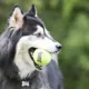 Product KONG®, KONG SqueakAir®, SqueakAir® Balls Dog Toy - X-Small