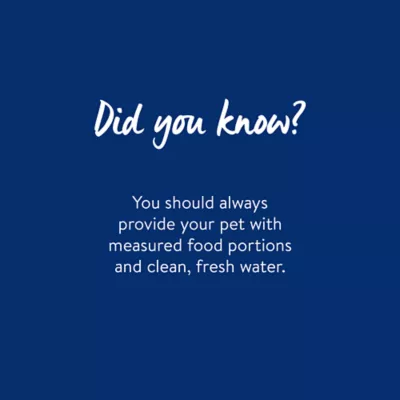 Product Top Paw® Novelty Dog Faces Stainless Steel Dog Bowl