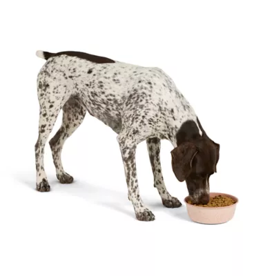 Product Top Paw® Novelty Pink Dogs Stainless Steel Dog Bowl