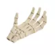 Product Thrills & Chills® Skeleton Hand Reptile Terrarium Décor