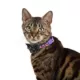 Product Thrills & Chills® Bat Cat Collar