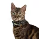 Product Thrills & Chills® Fish and Bones Cat Collar