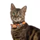 Product Thrills & Chills® Pumpkin Bow Cat Collar
