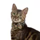 Product Thrills & Chills® Spiderwebs Cat Collar