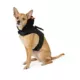 Product Thrills & Chills® Bat Costume Harness