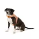 Product Thrills & Chills® Light-Up Pumpkin Harness