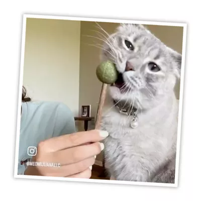 Product Meowijuana® Lollies-Silvervine Sticks with Catnip Cat Toy