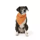 Product Thrills & Chills® Glow-in-the-Dark Pet Bandana