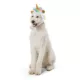 Product Thrills & Chills Headwear Costume for Pets - Unicorn